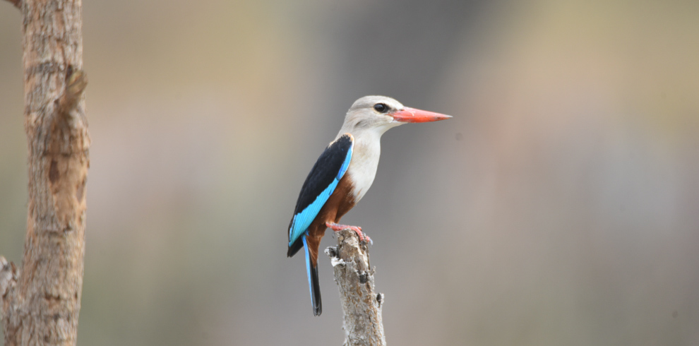 GREY-HEADED KINGFISHER